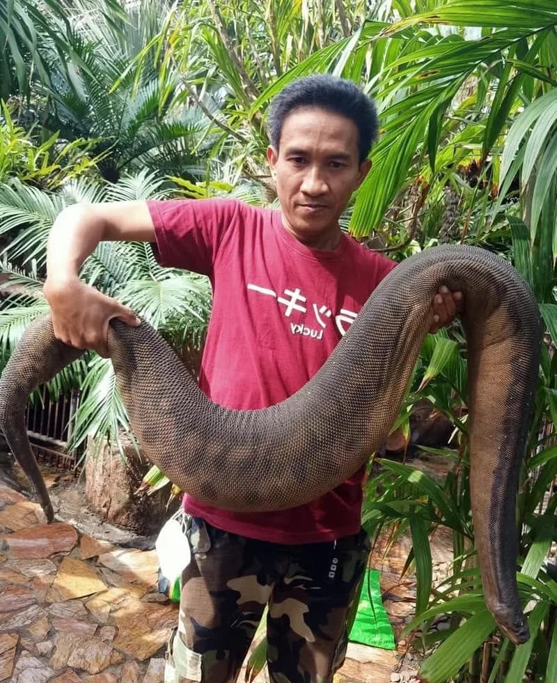 Rắn rầm ri cóc (Acrochordus javanicus) gallery 2