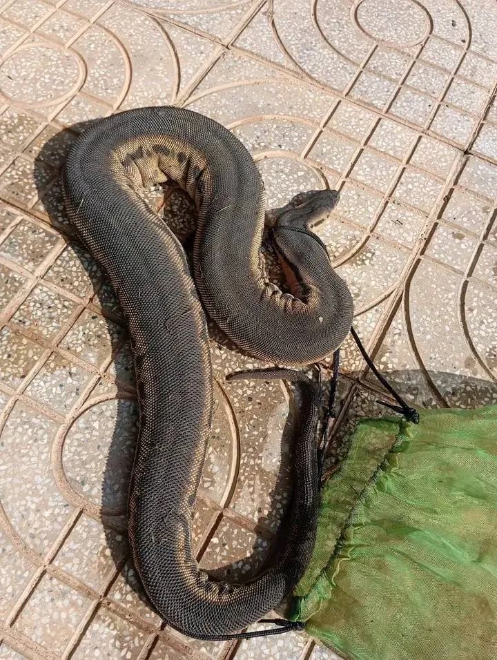 Rắn rầm ri cóc (Acrochordus javanicus) gallery 3