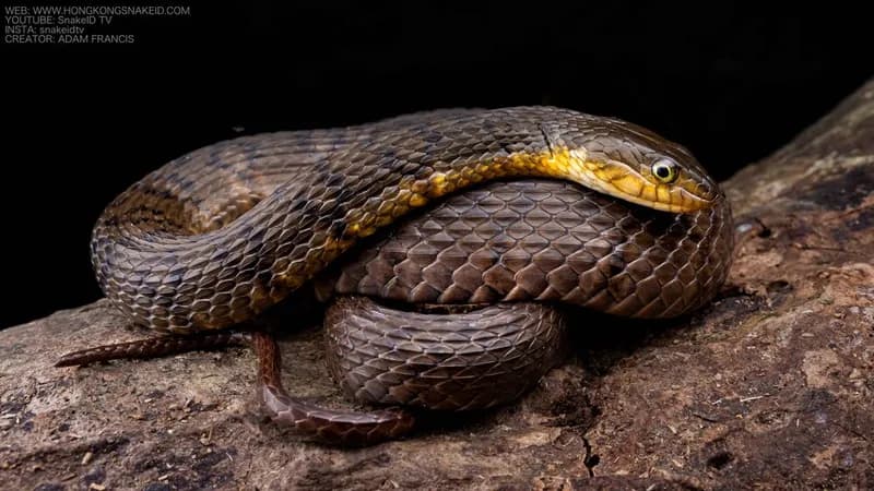 Hoa cân vân đen (Trimerodytes percarinatus)