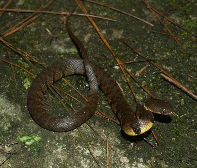 Hoa cân vân đen (Trimerodytes percarinatus) gallery 2