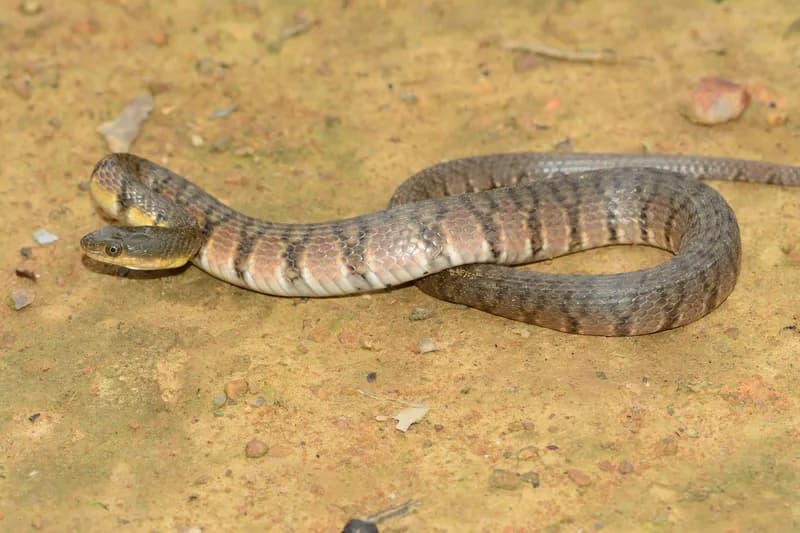 Hoa cân vân đen (Trimerodytes percarinatus) gallery 3