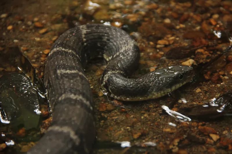 Hoa cân Vân Nam (Trimerodytes yunnanensis)