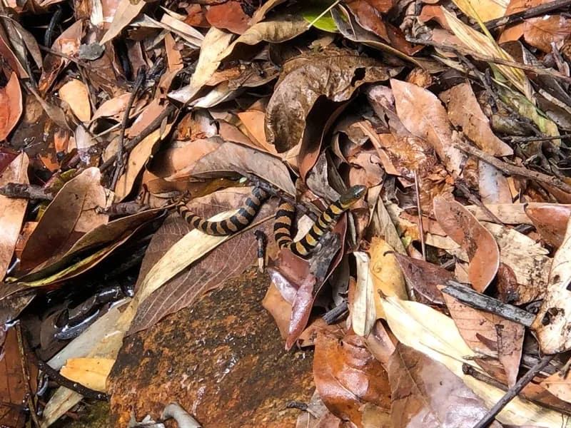 Hoa cân Vân Nam (Trimerodytes yunnanensis) gallery 4