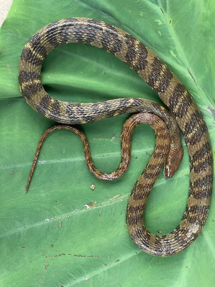 Hoa cân Vân Nam (Trimerodytes yunnanensis) gallery 5