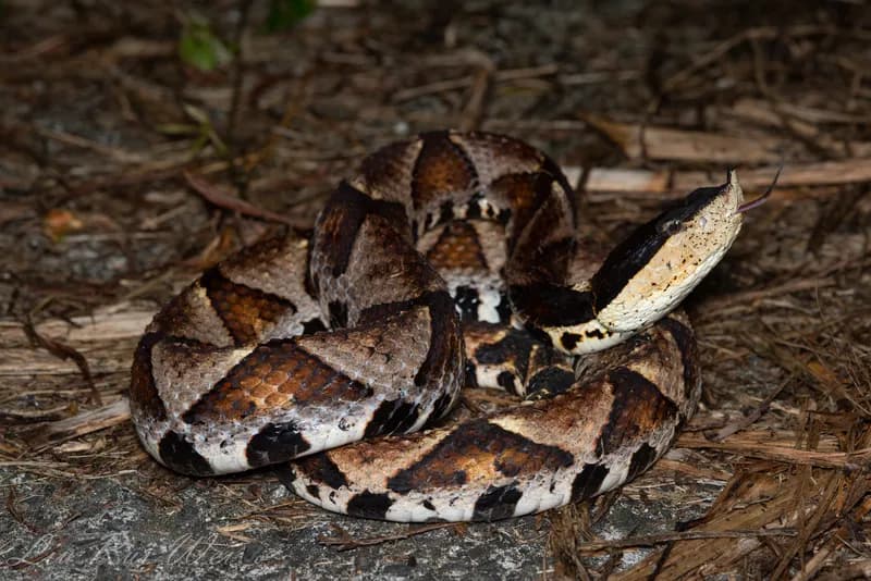 Rắn lục mũi hếch (Deinagkistrodon acutus)