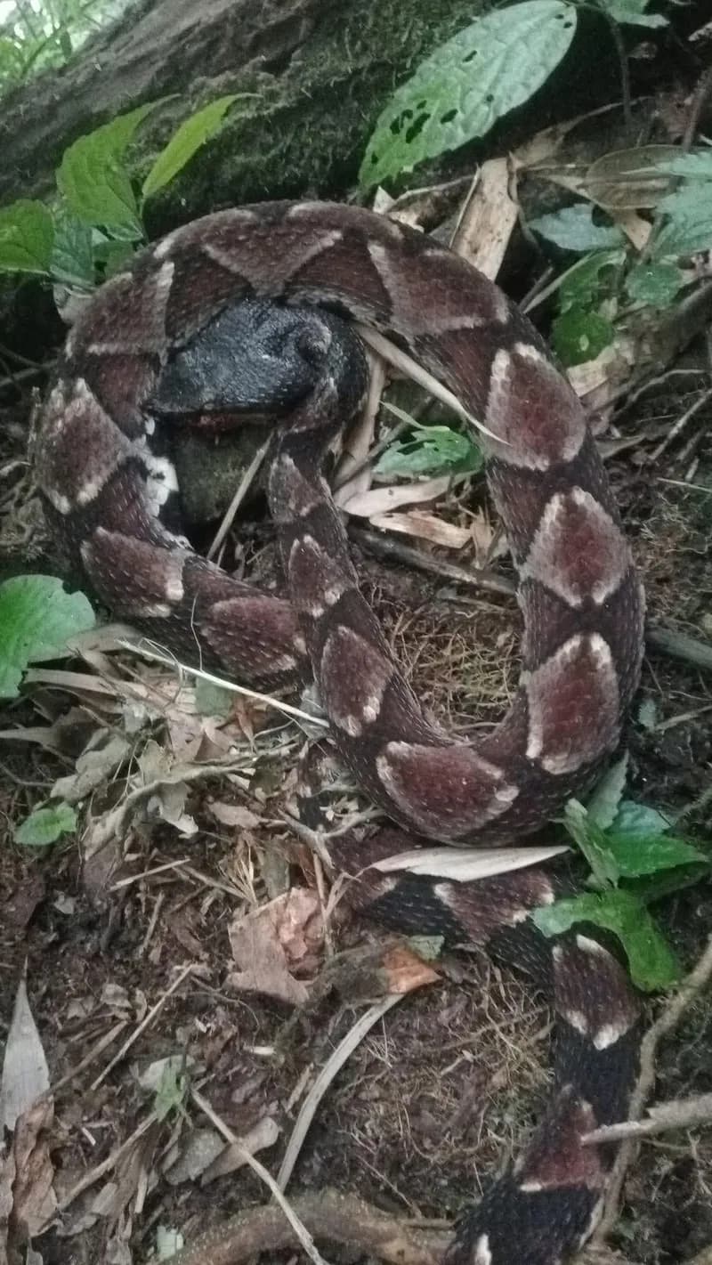 Rắn lục mũi hếch (Deinagkistrodon acutus) gallery 2