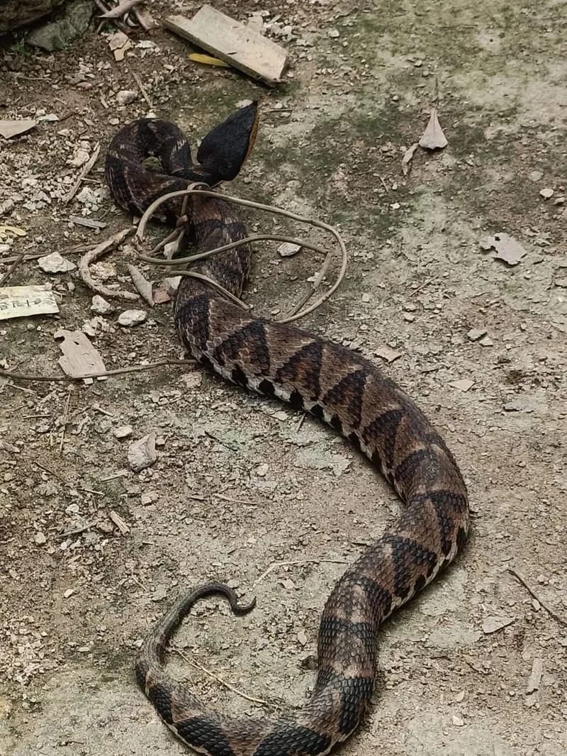 Rắn lục mũi hếch (Deinagkistrodon acutus) gallery 4