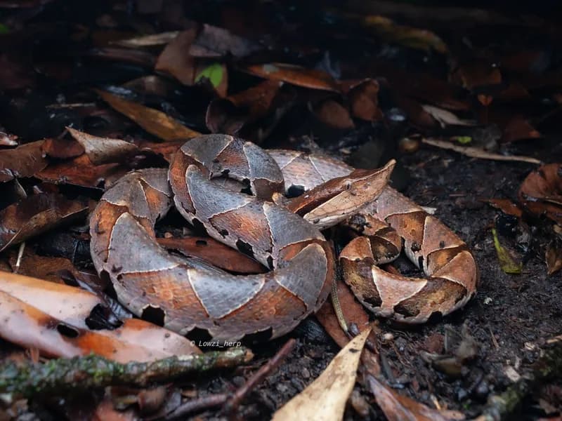 Rắn lục mũi hếch (Deinagkistrodon acutus) gallery 5