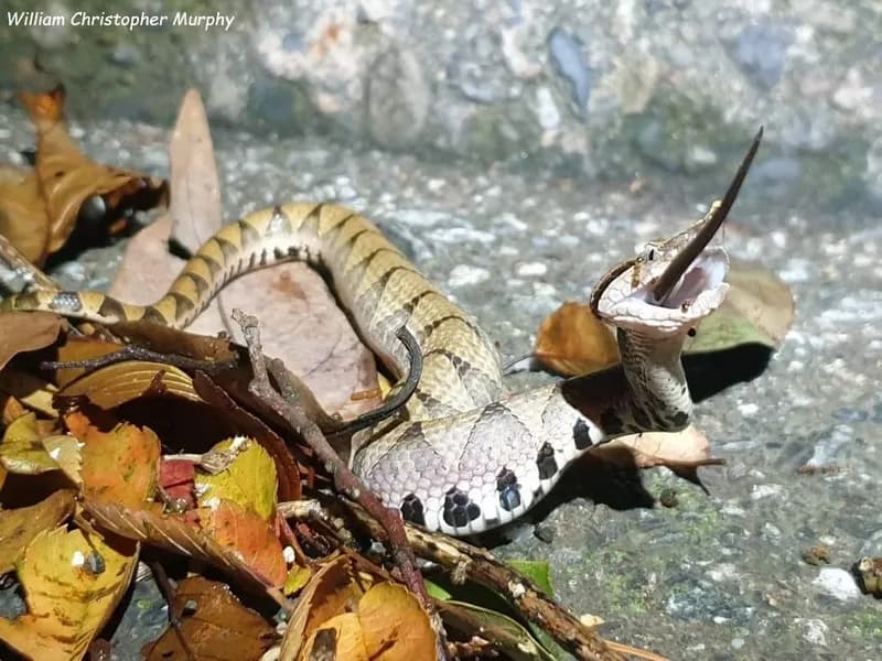 Rắn lục mũi hếch (Deinagkistrodon acutus) gallery 6