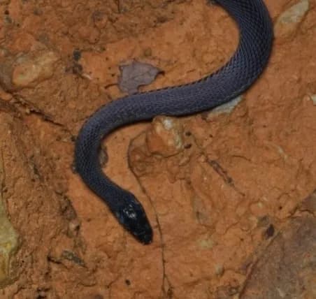 Rắn xe điếu thẫm (Achalinus ater)