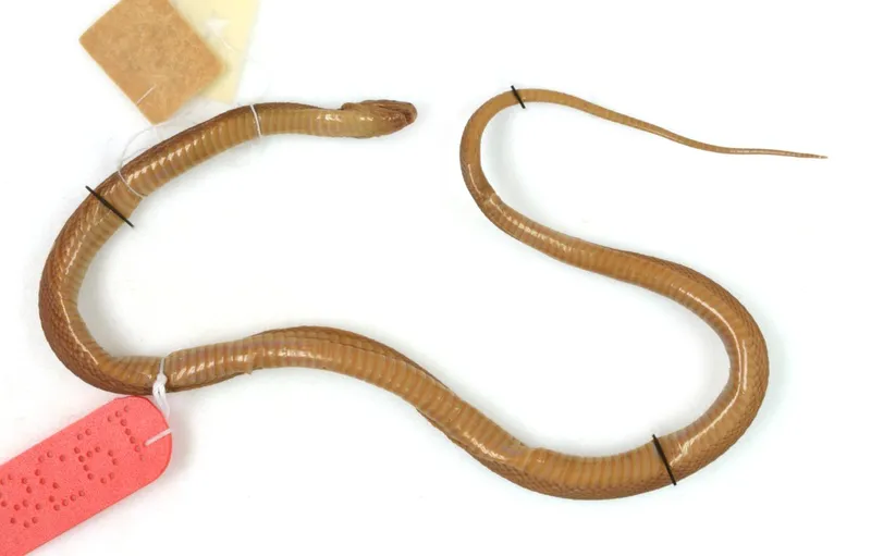 Rắn xe điếu thẫm (Achalinus ater) gallery 3
