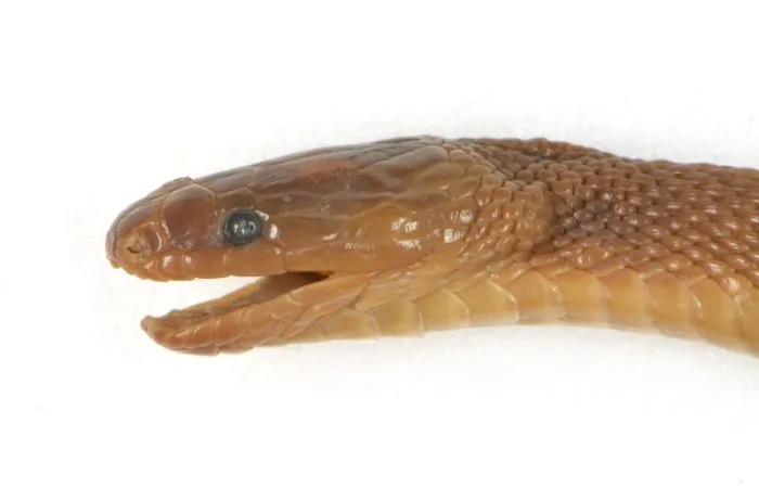 Rắn xe điếu thẫm (Achalinus ater) gallery 4