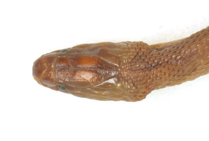 Rắn xe điếu thẫm (Achalinus ater) gallery 5