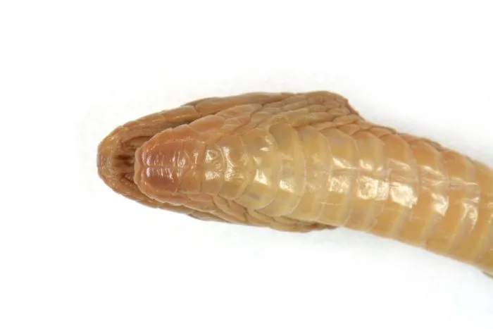 Rắn xe điếu thẫm (Achalinus ater) gallery 6