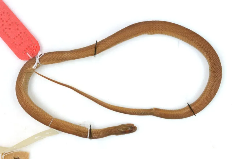 Rắn xe điếu thẫm (Achalinus ater) gallery 7