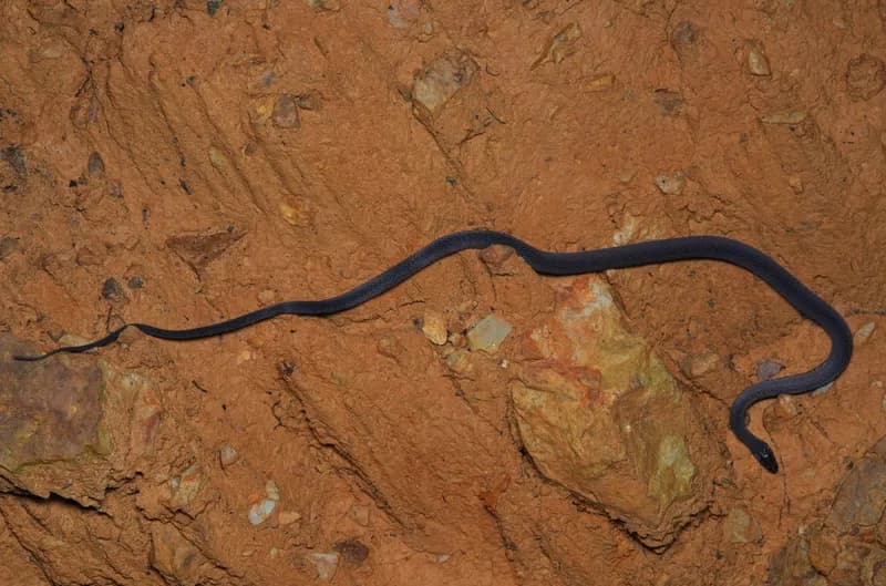 Rắn xe điếu thẫm (Achalinus ater) gallery 9