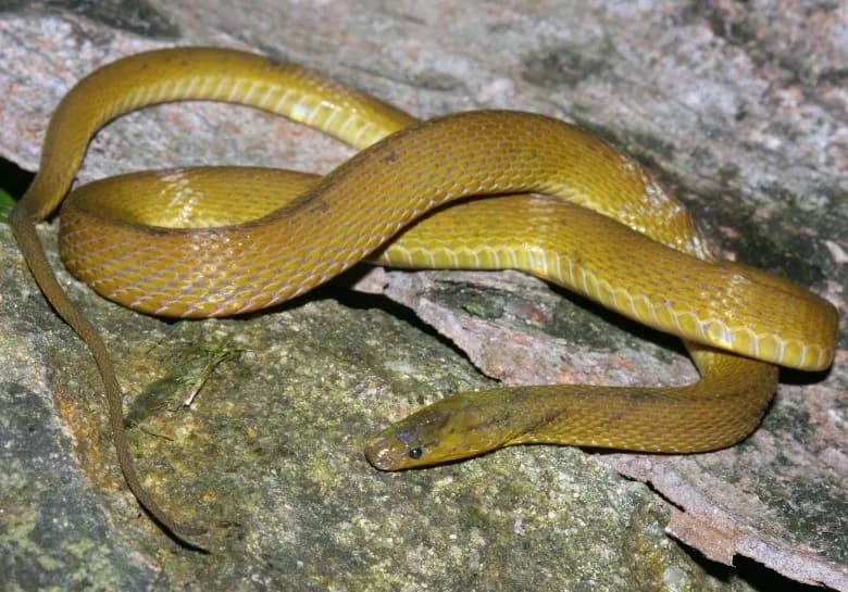 Rắn xe điếu Emily (Achalinus emilyae)
