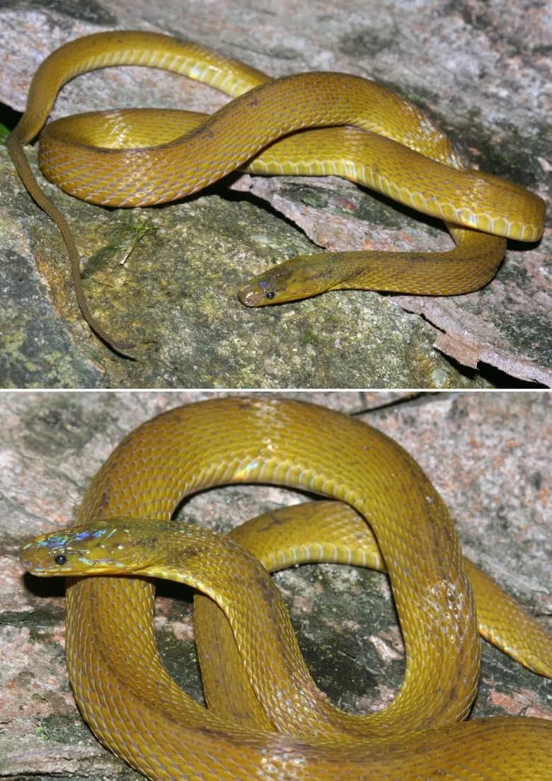 Rắn xe điếu Emily (Achalinus emilyae) gallery 2