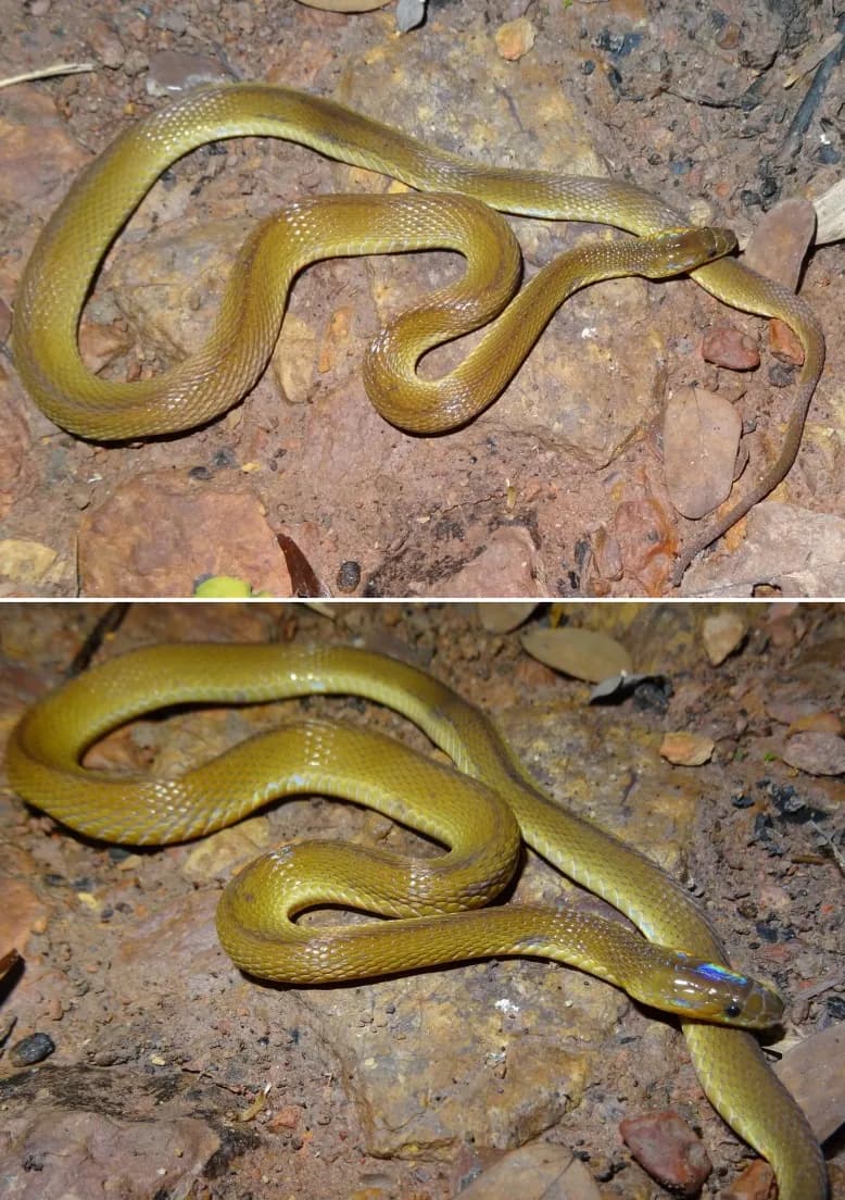 Rắn xe điếu Emily (Achalinus emilyae) gallery 3