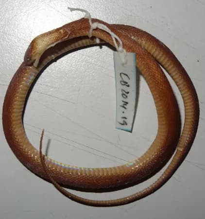 Rắn xe điếu Julian (Achalinus juliani)
