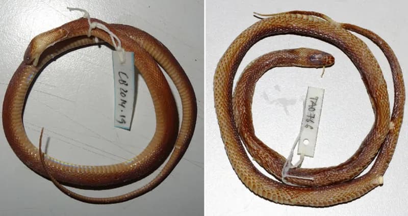 Rắn xe điếu Julian (Achalinus juliani) gallery 2