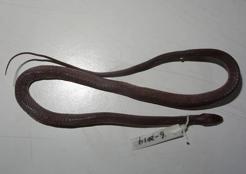 Rắn xe điếu Julian (Achalinus juliani) gallery 4