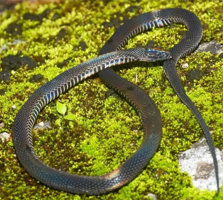 Rắn xe điếu Bình biên (Achalinus pingbianensis)