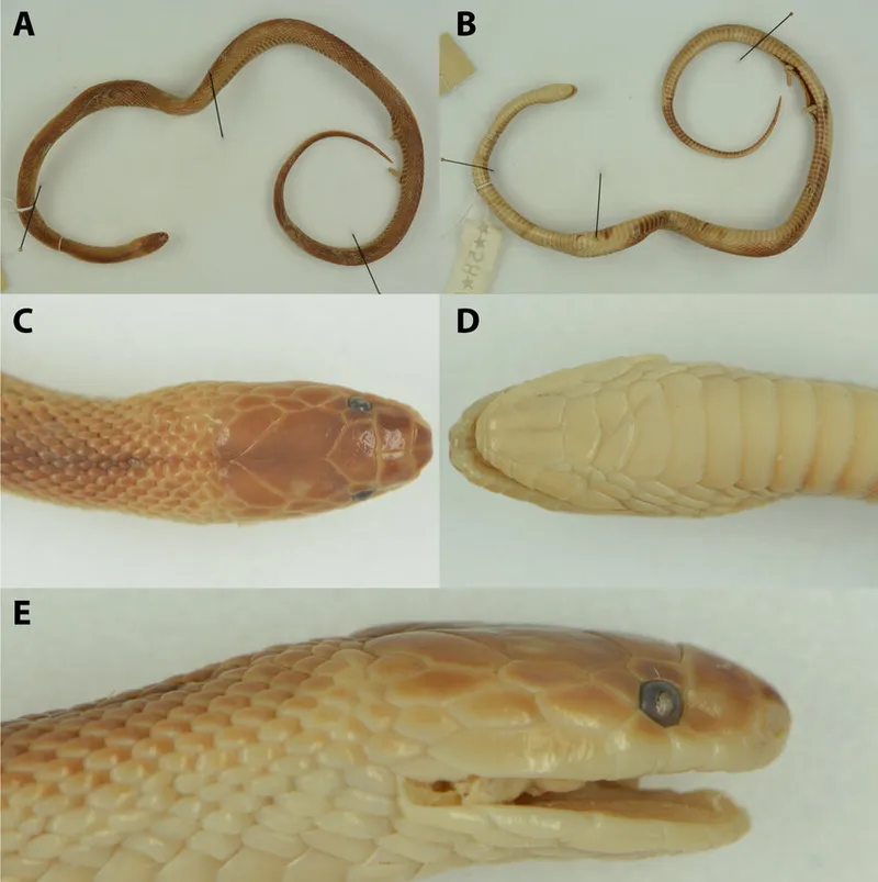 Rắn xe điếu Bình biên (Achalinus pingbianensis) gallery 2