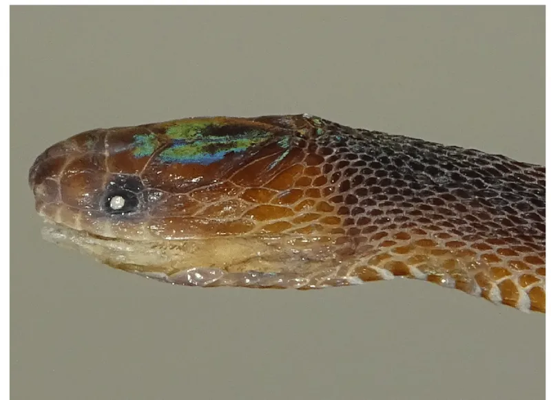 Rắn xe điếu Tim (Achalinus timi)