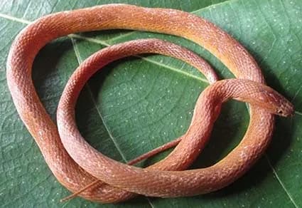 Rắn xe điếu Quang (Achalinus quangi)