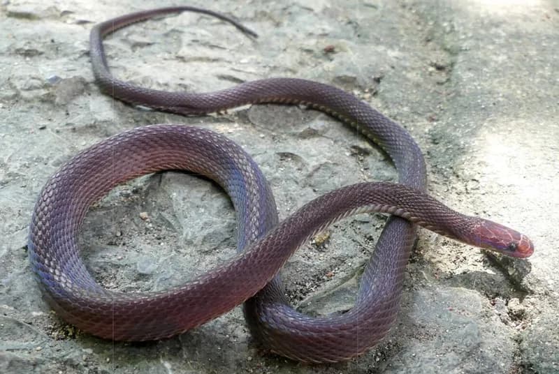 Rắn xe điếu Tràng an (Achalinus tranganensis)