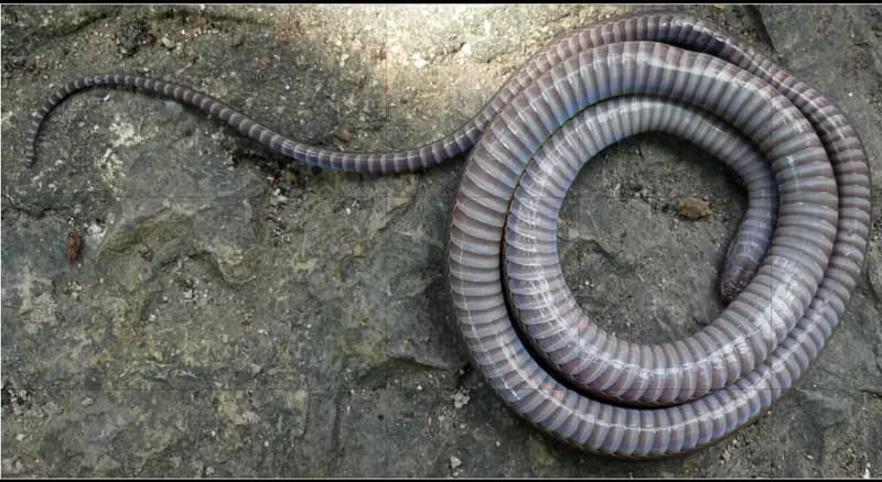 Rắn xe điếu Tràng an (Achalinus tranganensis) gallery 3