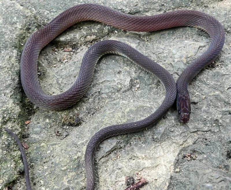 Rắn xe điếu Tràng an (Achalinus tranganensis) gallery 4