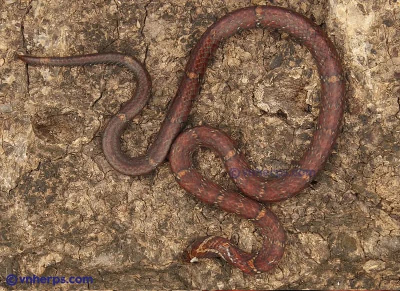 Rắn khiếm Trung Bộ (Oligodon annamensis)
