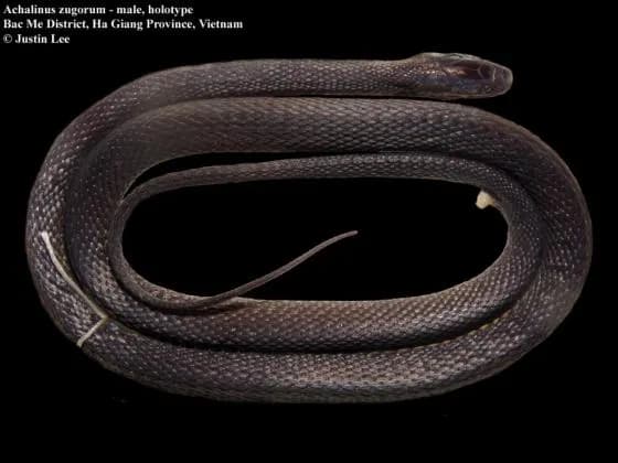 Rắn xe điếu Zug (Achalinus zugorum)