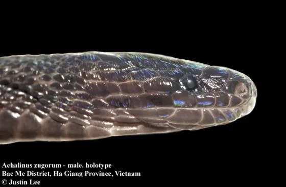 Rắn xe điếu Zug (Achalinus zugorum) gallery 3