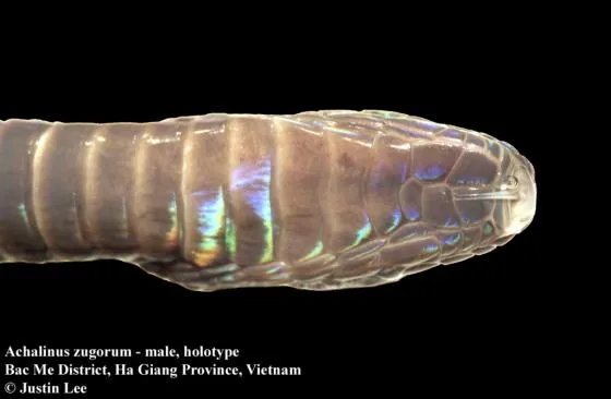 Rắn xe điếu Zug (Achalinus zugorum) gallery 4