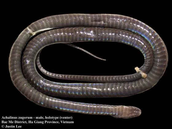 Rắn xe điếu Zug (Achalinus zugorum) gallery 5