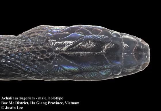 Rắn xe điếu Zug (Achalinus zugorum) gallery 7