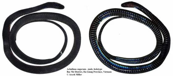 Rắn xe điếu Zug (Achalinus zugorum) gallery 8