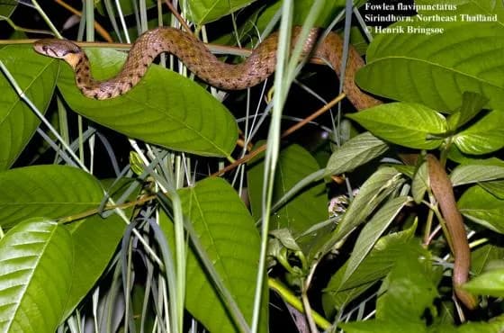 Rắn nước đốm vàng (Fowlea flavipunctata)