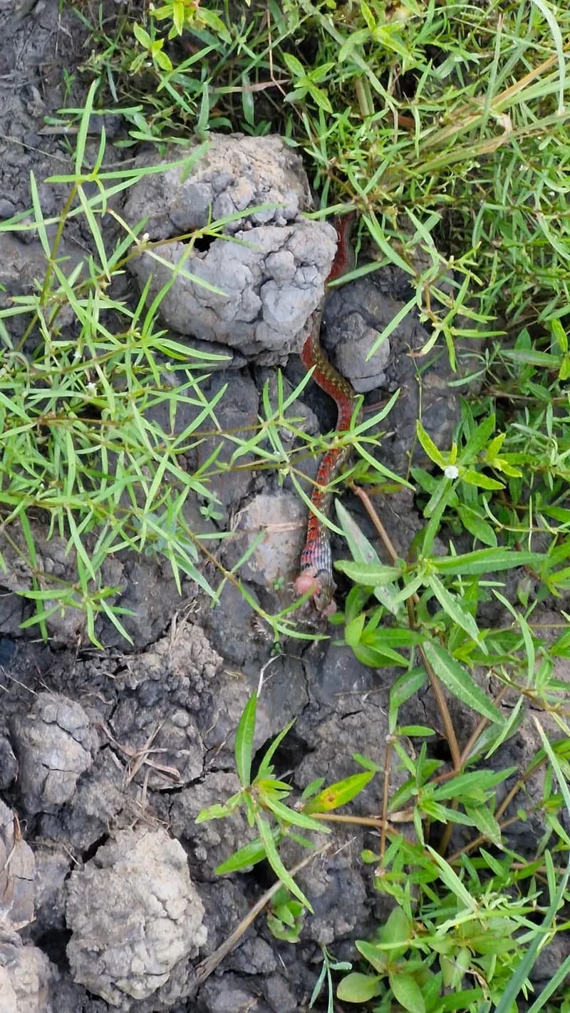 Rắn nước đốm vàng (Fowlea flavipunctata) gallery 10