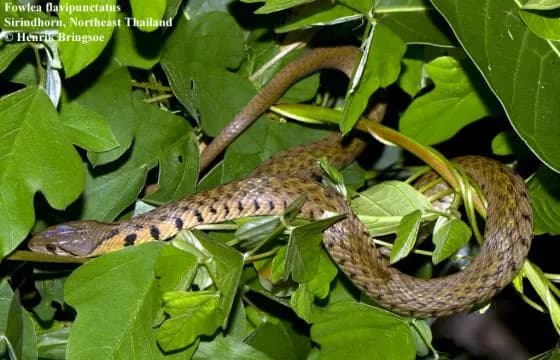 Rắn nước đốm vàng (Fowlea flavipunctata) gallery 11