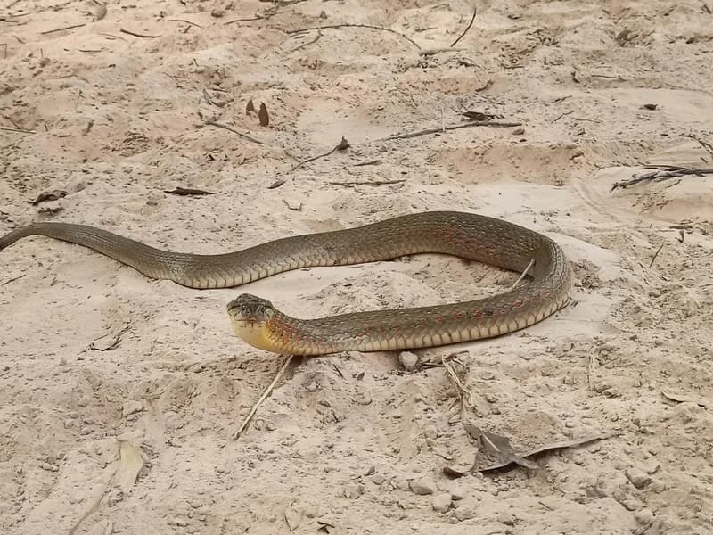 Rắn nước đốm vàng (Fowlea flavipunctata) gallery 4