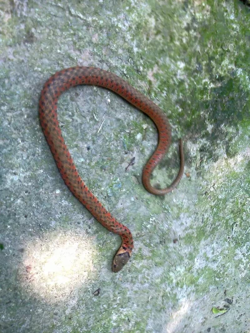 Rắn nước đốm vàng (Fowlea flavipunctata) gallery 7