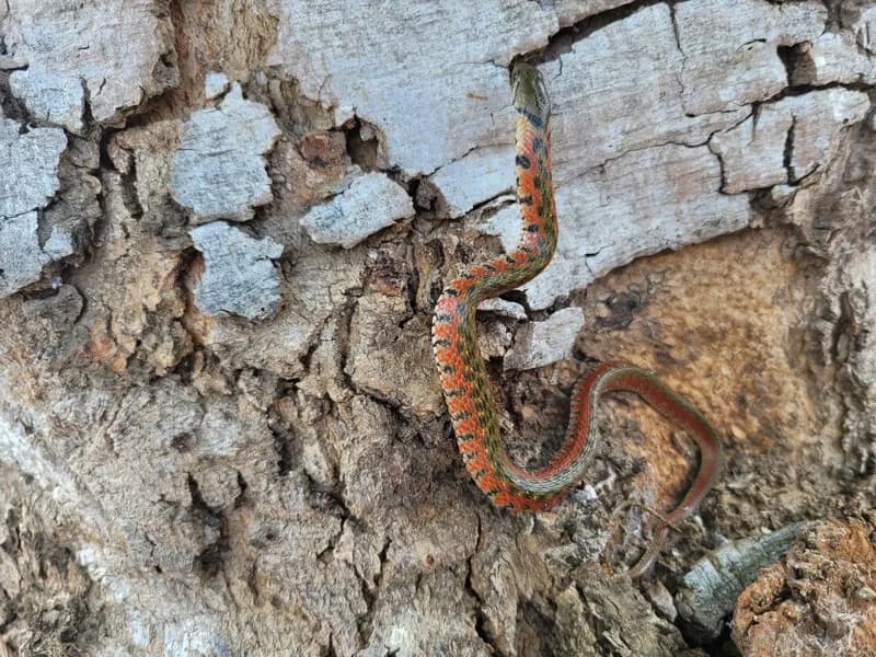 Rắn nước đốm vàng (Fowlea flavipunctata) gallery 9