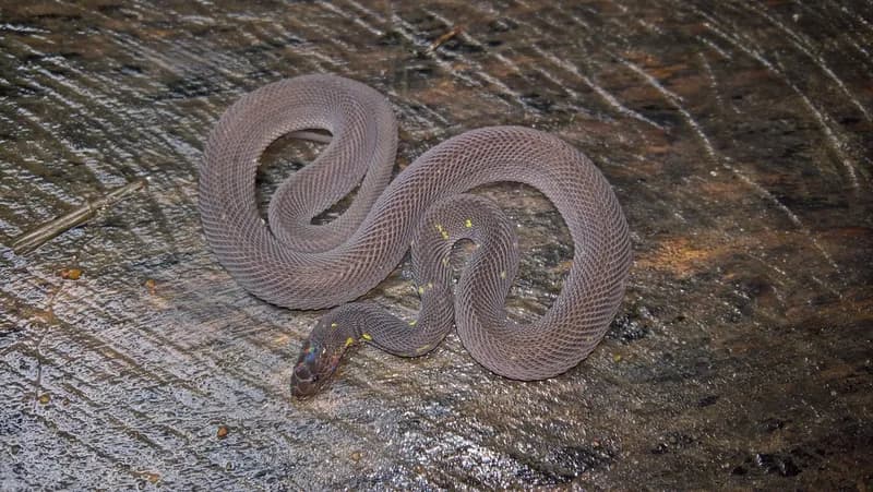 Rắn má Smith (Fimbrios smithi) gallery 2
