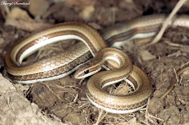 Rắn cát Đông Dương (Psammophis indochinensis)