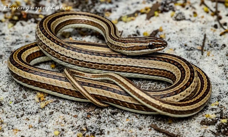 Rắn cát Đông Dương (Psammophis indochinensis) gallery 2