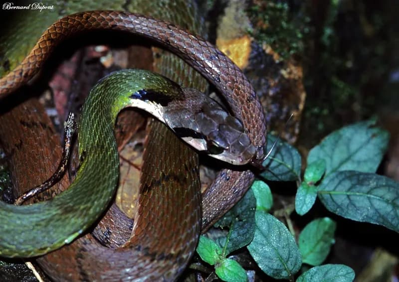 Rắn hoa cỏ đai (Rhabdophis nigrocinctus)